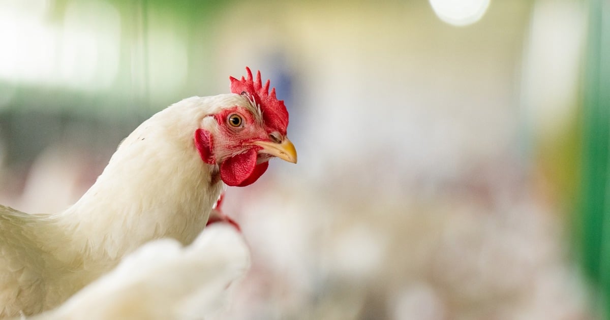 Astral Foods set to spend R125m on water pipeline to Standerton poultry processing plant - EWN