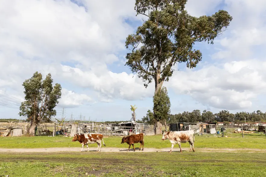 The provincial government says the relocation of the farmers and the occupiers will start next month. Picture: Ashraf Hendricks/GroundUp The provincial government says the relocation of the farmers and the occupiers will start next month. Picture: Ashraf Hendricks/GroundUp