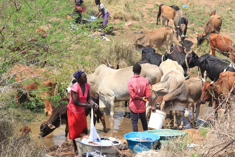 The river where most residents come to collect water and do the washing, and cattle come to graze and drink there too. Picture: Thembi Siaga/GroundUp The river where most residents come to collect water and do the washing, and cattle come to graze and drink there too. Picture: Thembi Siaga/GroundUp