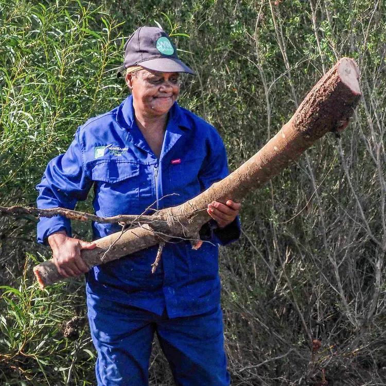 Invasive alien plant clearing team member Paulina Swanepoel at work in the Nuwejaars River wetlands on the Agulhas Plain. Picture: NWSMA Invasive alien plant clearing team member Paulina Swanepoel at work in the Nuwejaars River wetlands on the Agulhas Plain. Picture: NWSMA