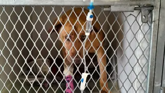 Animal Welfare Society Helderberg seeks support after mass poisoning of dogs in Lwandle Animal Welfare Society Helderberg seeks support after mass poisoning of dogs in Lwandle