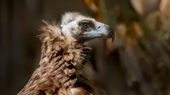 Experts warn possible extinction of vultures could lead to outbreak of diseases in other animals Experts warn possible extinction of vultures could lead to outbreak of diseases in other animals