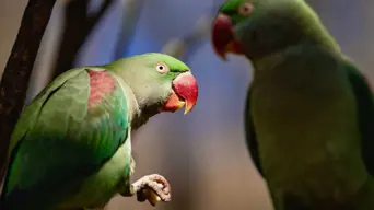 PICS: Joburg Zoo has 100s of rare bird species PICS: Joburg Zoo has 100s of rare bird species