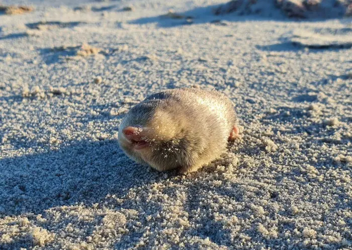 De Winton's golden mole is blind, using only its super hearing to detect vibrations. Picture: Supplied/JP Le Roux De Winton's golden mole is blind, using only its super hearing to detect vibrations. Picture: Supplied/JP Le Roux