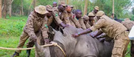 Joy in Uganda as rhinos reintroduced to national park 40 years after local extinction Joy in Uganda as rhinos reintroduced to national park 40 years after local extinction