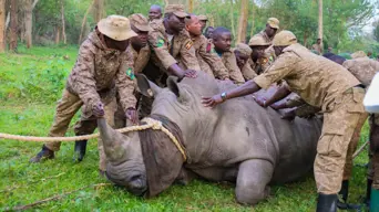 Joy in Uganda as rhinos reintroduced to national park 40 years after local extinction Joy in Uganda as rhinos reintroduced to national park 40 years after local extinction