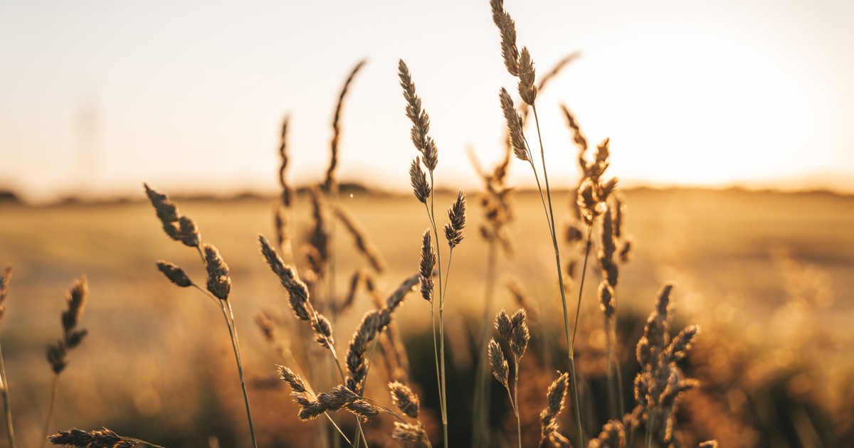 Middle East identified as key area for future export growth for SA’s agricultural sector