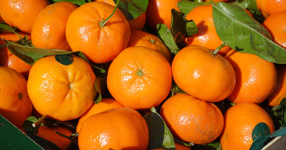 South Africa overtakes Spain as world’s top citrus exporter