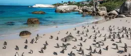 Rangers rescue penguin chicks at Boulders Beach during Cape heatwave Rangers rescue penguin chicks at Boulders Beach during Cape heatwave