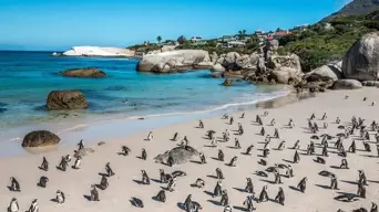 Rangers rescue penguin chicks at Boulders Beach during Cape heatwave Rangers rescue penguin chicks at Boulders Beach during Cape heatwave