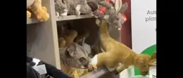 WATCH: Real possum hides out among plush toys in airport gift shop WATCH: Real possum hides out among plush toys in airport gift shop