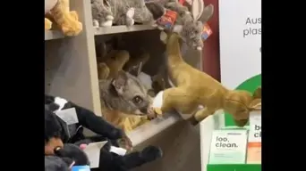 WATCH: Real possum hides out among plush toys in airport gift shop WATCH: Real possum hides out among plush toys in airport gift shop