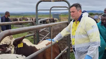 Court postpones farmers' FMD case, gives department deadline to finalise vaccination scheme Court postpones farmers' FMD case, gives department deadline to finalise vaccination scheme