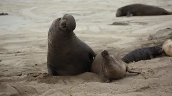 Two Oceans Aquarium confirms return of elephant seals to Cape Town’s coastlines Two Oceans Aquarium confirms return of elephant seals to Cape Town’s coastlines