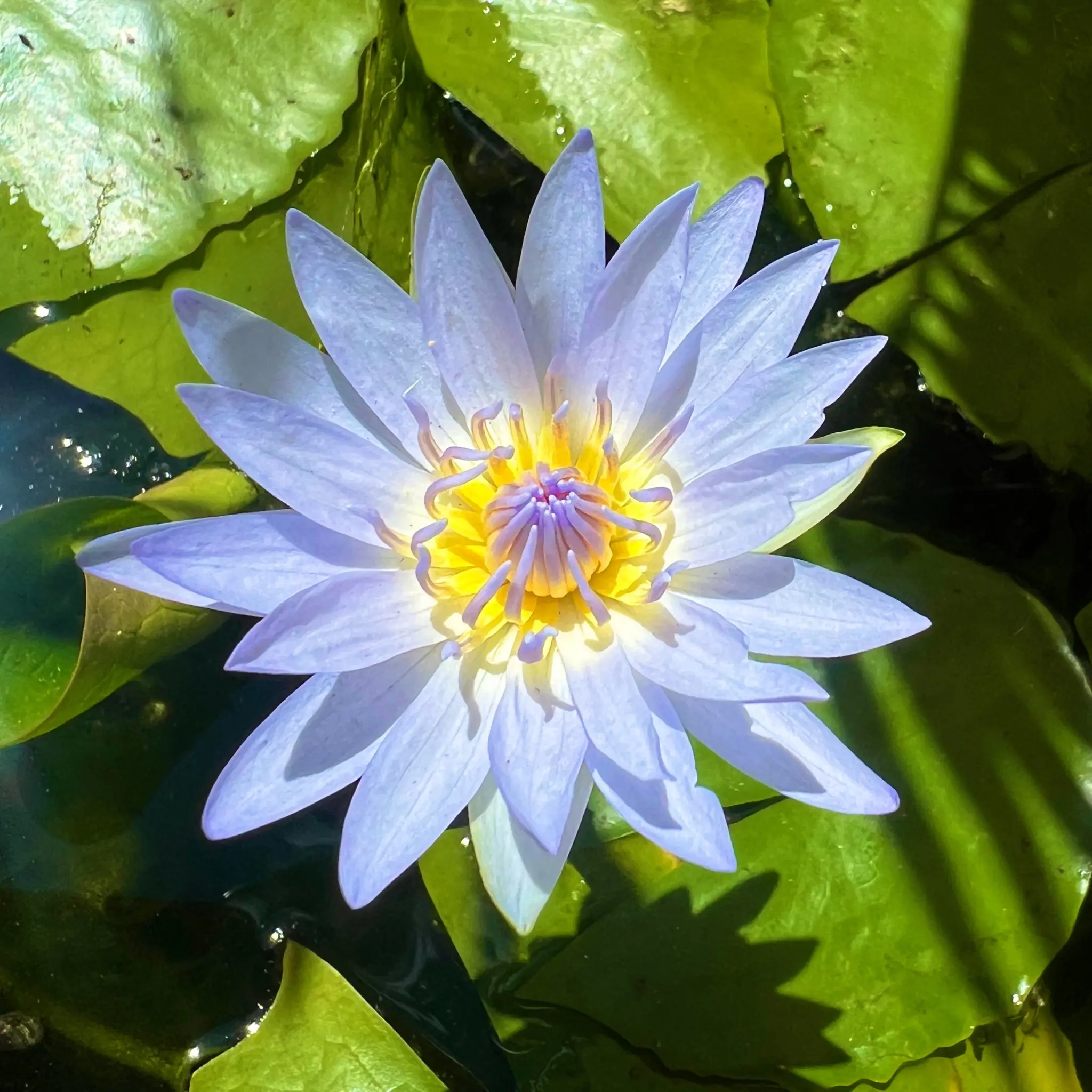 A close-up of the Cape Water Lily. Picture: X/@alexlandsdowne A close-up of the Cape Water Lily. Picture: X/@alexlandsdowne