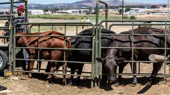 North West nears 90% vaccination milestone in fight against foot and mouth disease North West nears 90% vaccination milestone in fight against foot and mouth disease