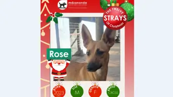 #MyFirstChristmas campaign encourages public to sponsor homeless pets over the holidays #MyFirstChristmas campaign encourages public to sponsor homeless pets over the holidays