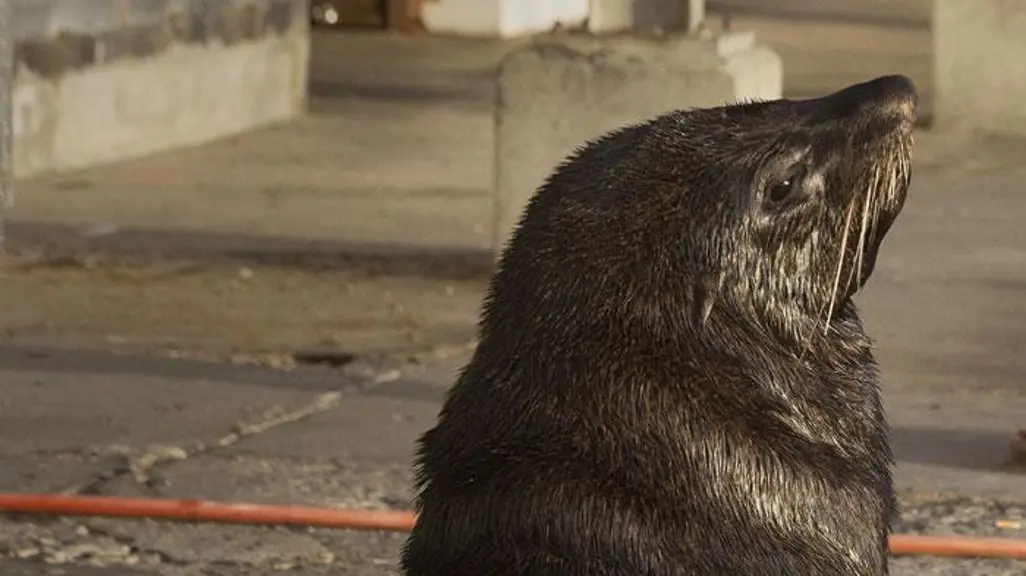 Rabies 'has become endemic in the Cape fur seal population' - WC ...