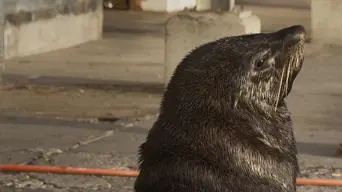 CapeNature warns public to keep distance from Cape fur seals amid rabies concern CapeNature warns public to keep distance from Cape fur seals amid rabies concern