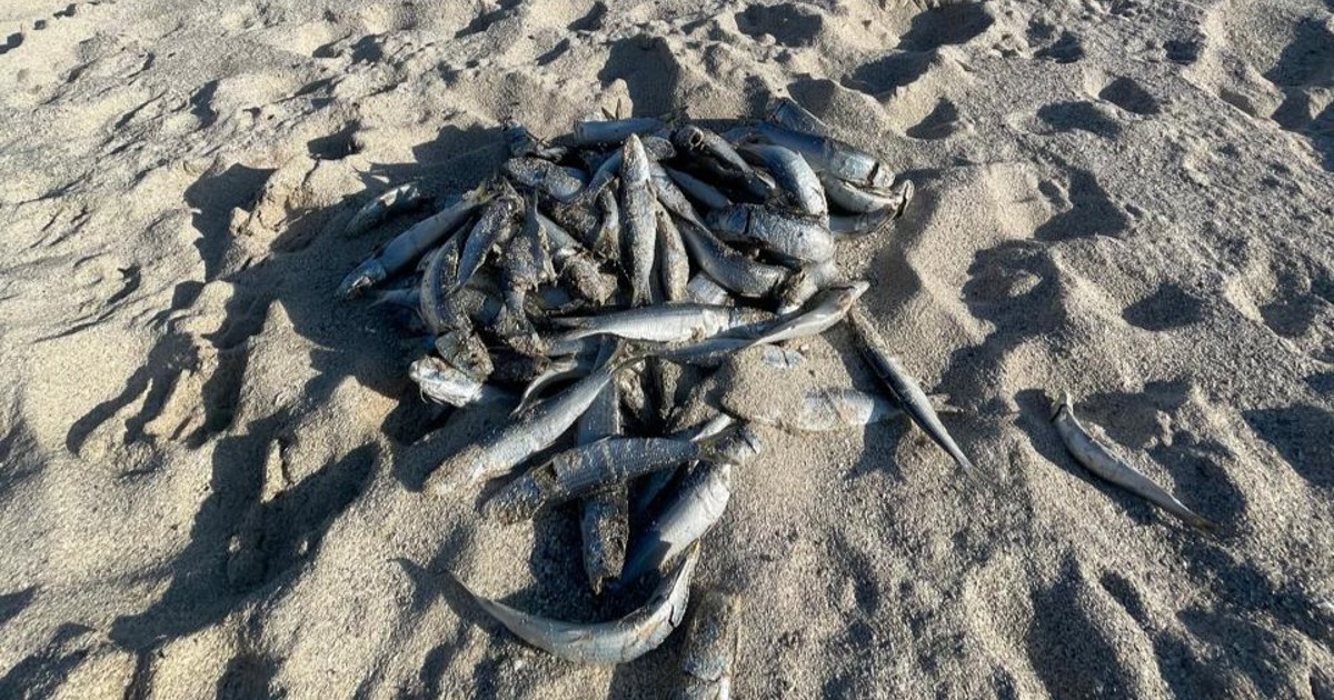 Investigation underway after reports of dying sardines along Western Cape coast
