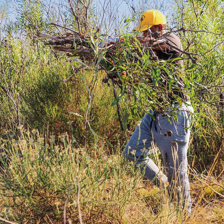 Philip Ross helps clear a dense stand of alien invasive Port Jackson willow trees in the Nuwejaars River wetlands on the Agulhas Plain. Picture: NWSMA Philip Ross helps clear a dense stand of alien invasive Port Jackson willow trees in the Nuwejaars River wetlands on the Agulhas Plain. Picture: NWSMA