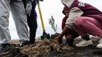 Fisantekraal community plant indigenous trees to rehabilitate river Fisantekraal community plant indigenous trees to rehabilitate river
