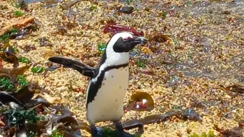 Waddle for a cause: Two Oceans Aquarium rallies to save the endangered African penguin Waddle for a cause: Two Oceans Aquarium rallies to save the endangered African penguin