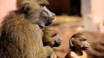 Animal activists in Cape Town to march in support of baboon safety Animal activists in Cape Town to march in support of baboon safety