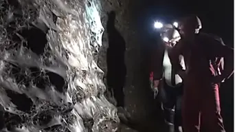 WATCH: World’s largest spider web with 110,000+ spiders discovered WATCH: World’s largest spider web with 110,000+ spiders discovered