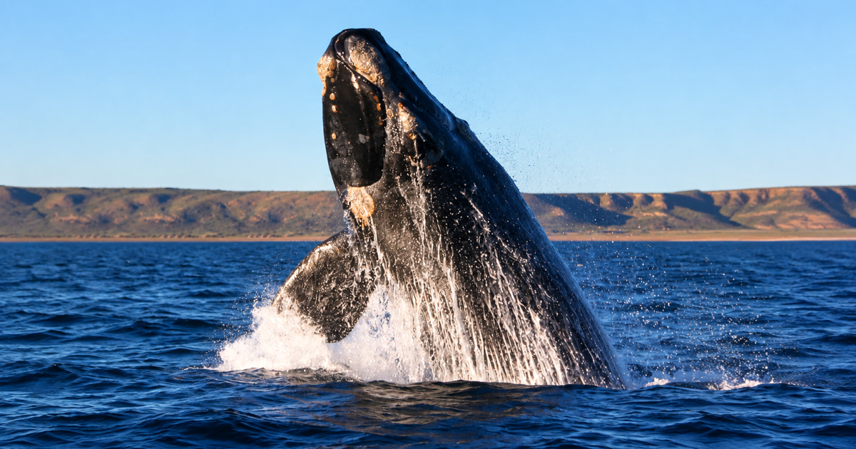 South Africaβs whales are getting thinner, and struggling to reproduce - EWN