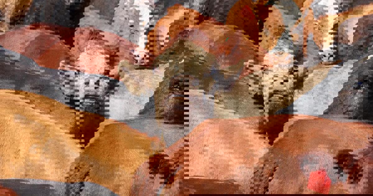 Vaccine rollout against foot-and-mouth disease won't work, says Farmer Angus