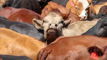 Zambia bans all livestock imports, transit from SA Zambia bans all livestock imports, transit from SA