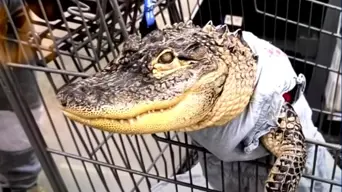 Later alligator: man's emotional support pet alligator banned from Walmart after shopping trip Later alligator: man's emotional support pet alligator banned from Walmart after shopping trip