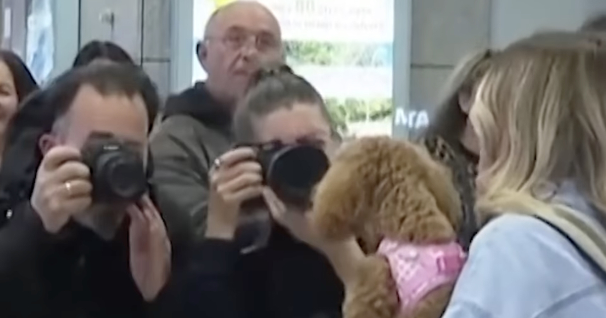 Greek pet owners get special flight out of Middle East