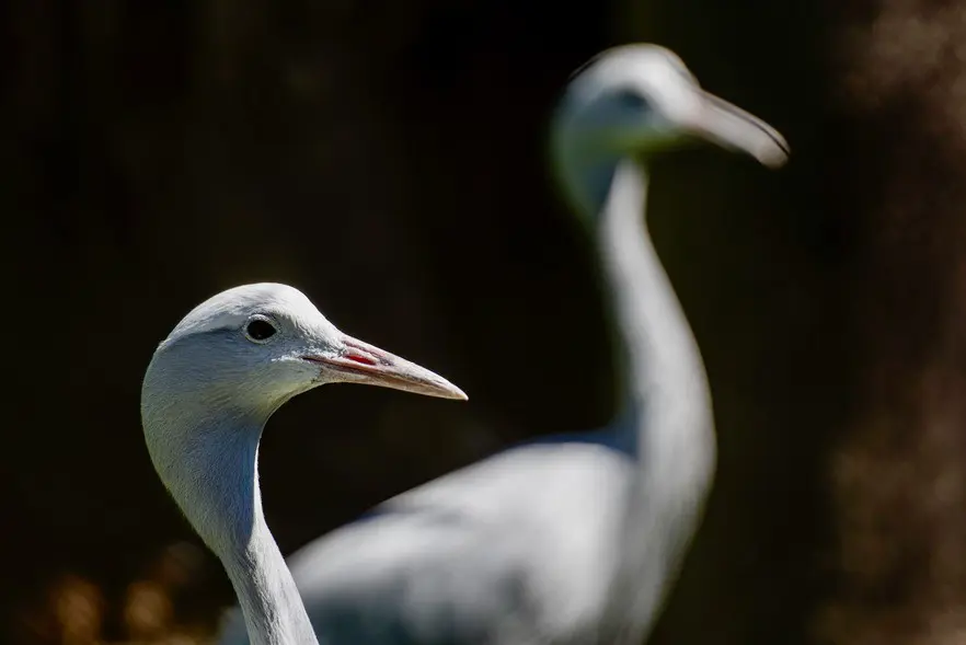 A pair of Blue Cranes. The Blue Crane is the national bird of South Africa. The species is listed as vulnerable due to a steep decline in population. A pair of Blue Cranes. The Blue Crane is the national bird of South Africa. The species is listed as vulnerable due to a steep decline in population.
