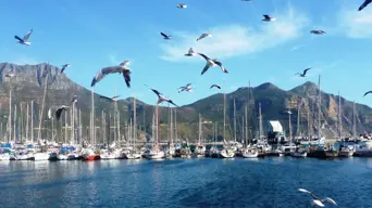 SA's coastal birds conservationists warn of bird flu uptick in WC SA's coastal birds conservationists warn of bird flu uptick in WC