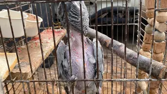 PICS: MP in hot water after SPCA rescues neglected African Grey Parrot PICS: MP in hot water after SPCA rescues neglected African Grey Parrot