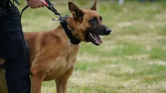 Eastern Cape police appeal for dogs as K9 unit faces critical shortage Eastern Cape police appeal for dogs as K9 unit faces critical shortage