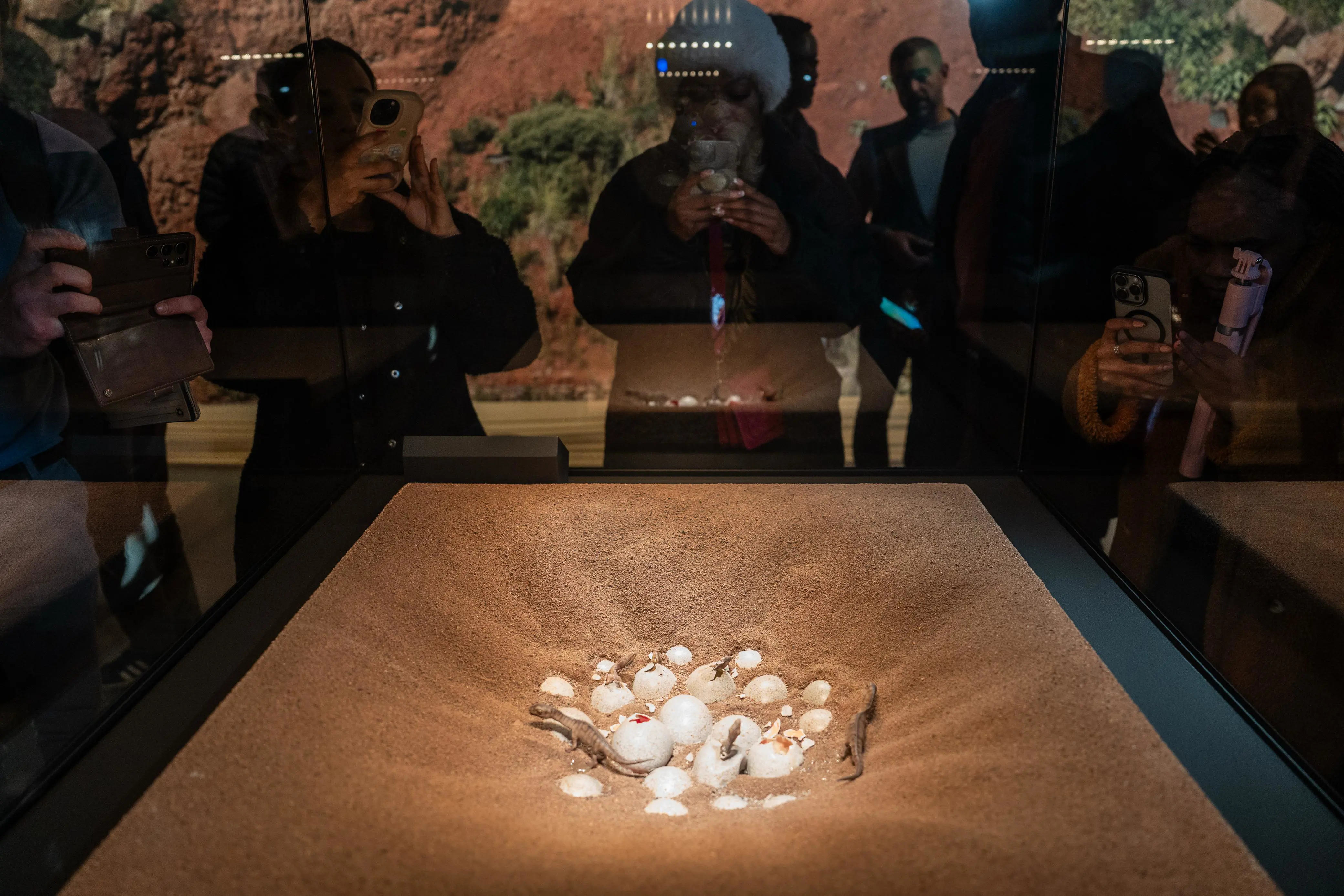 A display of dinosaur eggs at the Kgodumodumo Dinosaur Interpretation Centre, located in SANParks’ Golden Gate Highlands National Park in the Free State, on 21 June 2025. Picture: Jacques Nelles/EWN A display of dinosaur eggs at the Kgodumodumo Dinosaur Interpretation Centre, located in SANParks’ Golden Gate Highlands National Park in the Free State, on 21 June 2025. Picture: Jacques Nelles/EWN