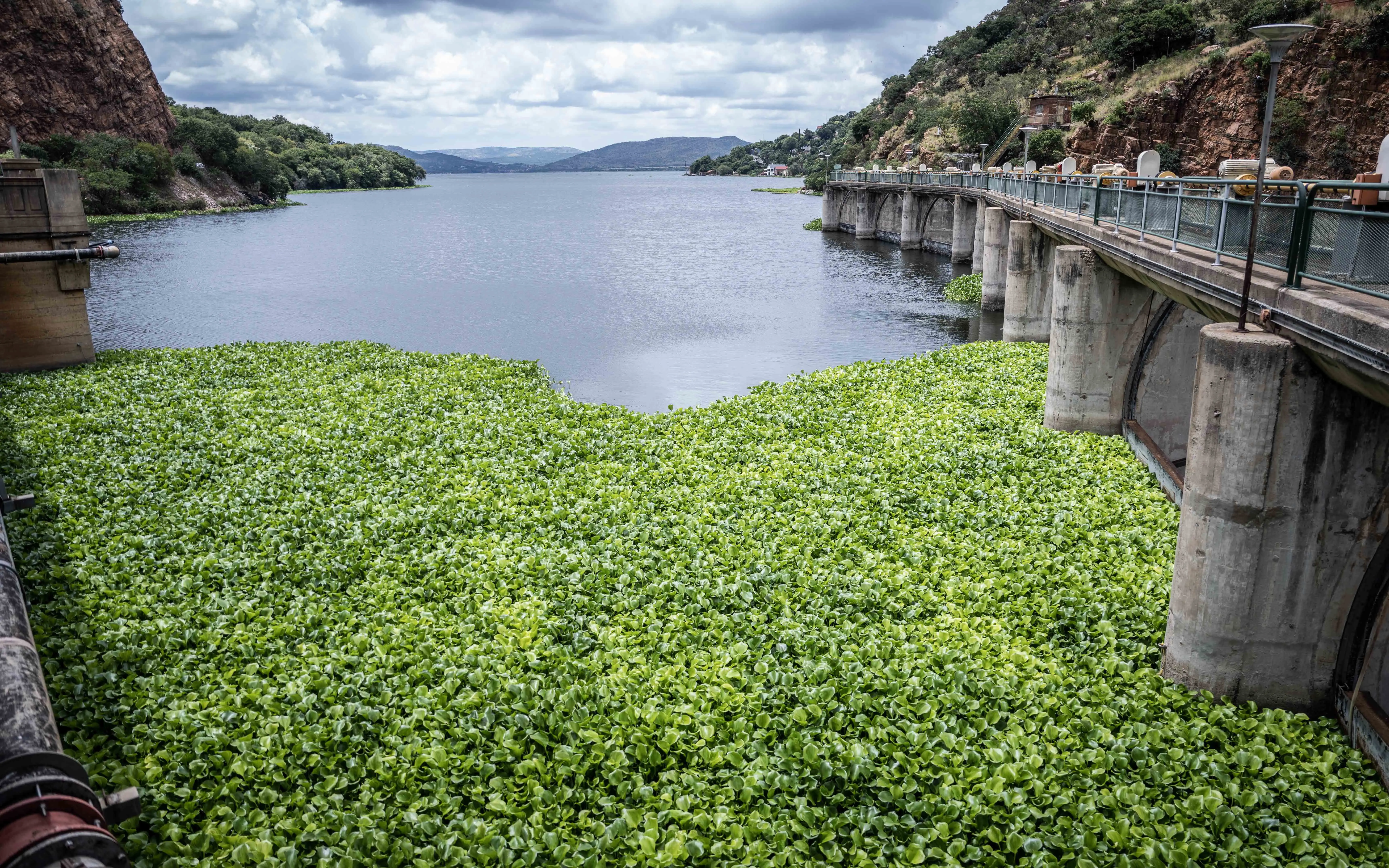 Water hyacinths covering part of Hartbeespoort Dam on 31 January 2023. Picture: Abigail Javier/Eyewitness News Water hyacinths covering part of Hartbeespoort Dam on 31 January 2023. Picture: Abigail Javier/Eyewitness News