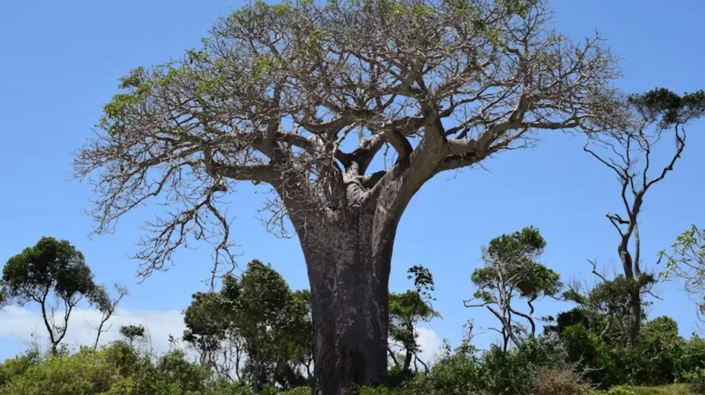 Baobab is a superfood with growing global demand – that’s bad news for ...