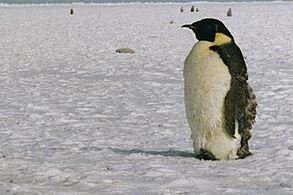 Emperor Penguin swims thousands of kilometres from Antarctica to