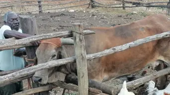 FMD crisis crushing livelihoods of SA communal farmers, says Meat Naturally Africa FMD crisis crushing livelihoods of SA communal farmers, says Meat Naturally Africa