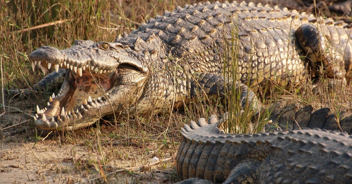 Man faces up to 10 years behind bars for AI crocodile image
