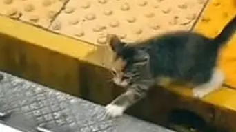 WATCH: Woman rescues kitten in New York City Subway: 'She found her mommy' WATCH: Woman rescues kitten in New York City Subway: 'She found her mommy'