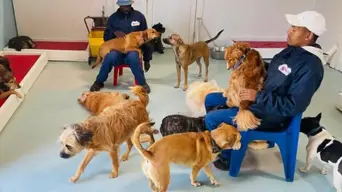 'It's everything dog': Cape Town's doggy hotel celebrates a decade of success 'It's everything dog': Cape Town's doggy hotel celebrates a decade of success