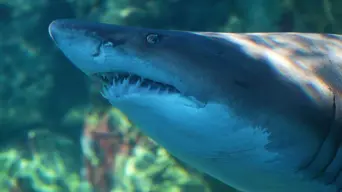 Aquarium releases 'Blue' into the big blue after 8 years Aquarium releases 'Blue' into the big blue after 8 years