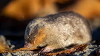 PICS: Scientists rediscover blind mole with super hearing after 87 years PICS: Scientists rediscover blind mole with super hearing after 87 years
