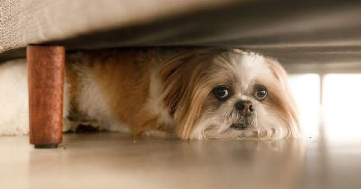 Pets Getting Scared SPCA shares how you can help keep pets safe on Guy Fawkes Day