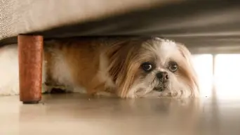 SPCA shares how you can help keep pets safe on Guy Fawkes Day SPCA shares how you can help keep pets safe on Guy Fawkes Day